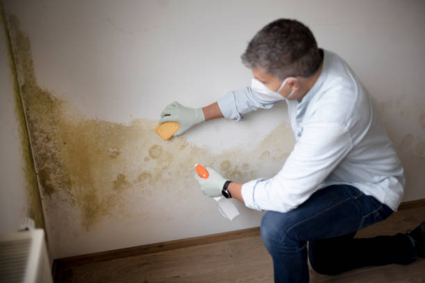 Professional Mold Removal in Forest Glen, MD